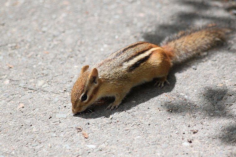 Chipmunk