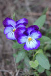 pansies by bydandphotography