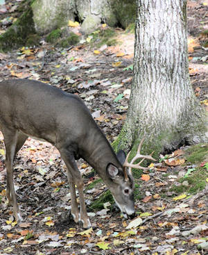 Autumn Buck by bydandphotography