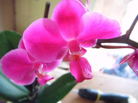 Orchid