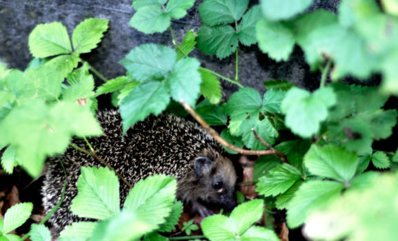 hedgehog