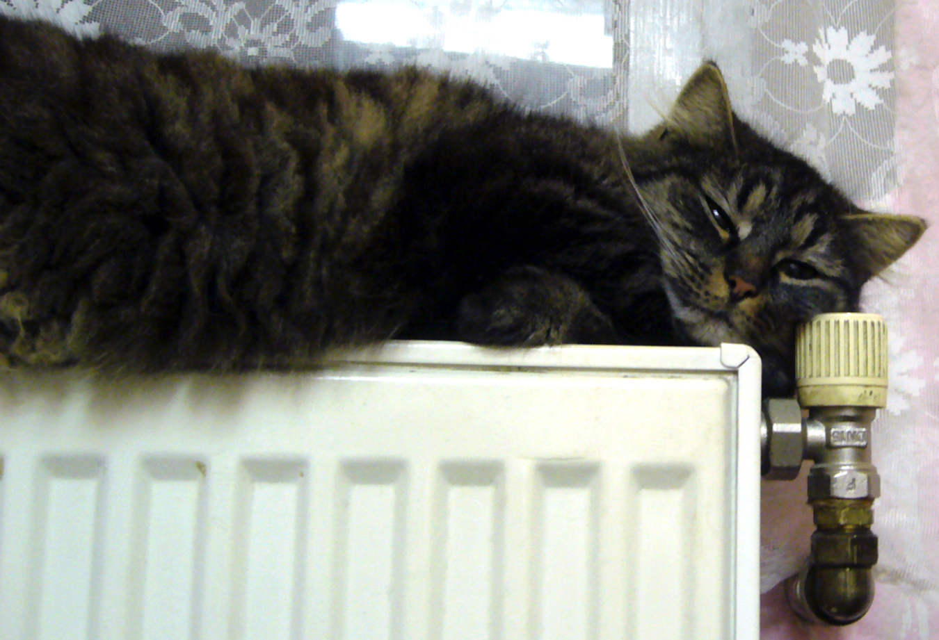 Cat on radiator