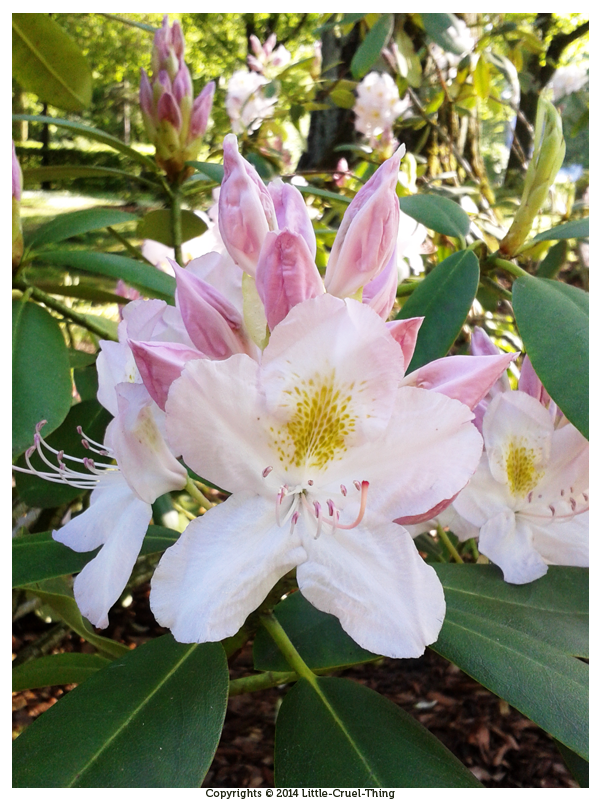 Flowers in Planty Park 3