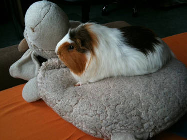 Guinea pig on Sheep.