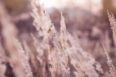 Windy afternoon