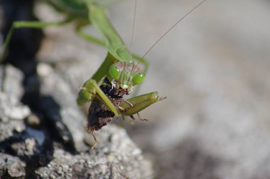 Mantis Lunch