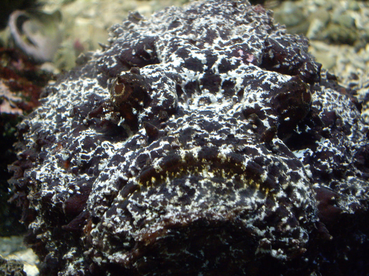 Grumpy Fish by Shiryu37 on DeviantArt