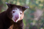 Tree-Kangaroo by Shiryu37