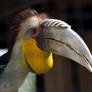 Wreathed Hornbill