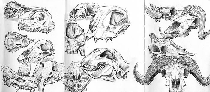 Skulls