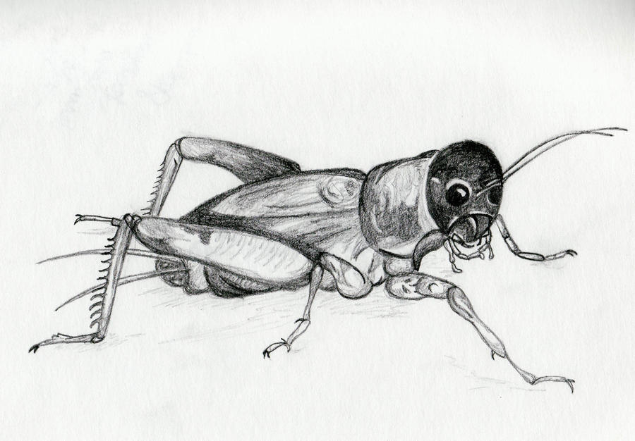 Locust by zephyyr on DeviantArt