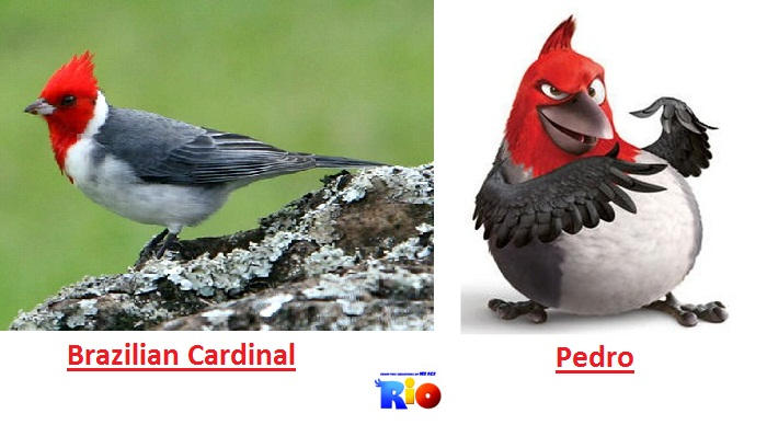 Cardinal Rio Rio Pedro Brazilian Cardinal by Betabel1001 on DeviantArt