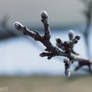 Bud of a apple tree