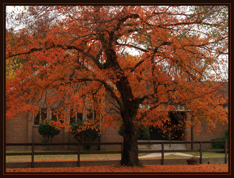 autumn colors 02