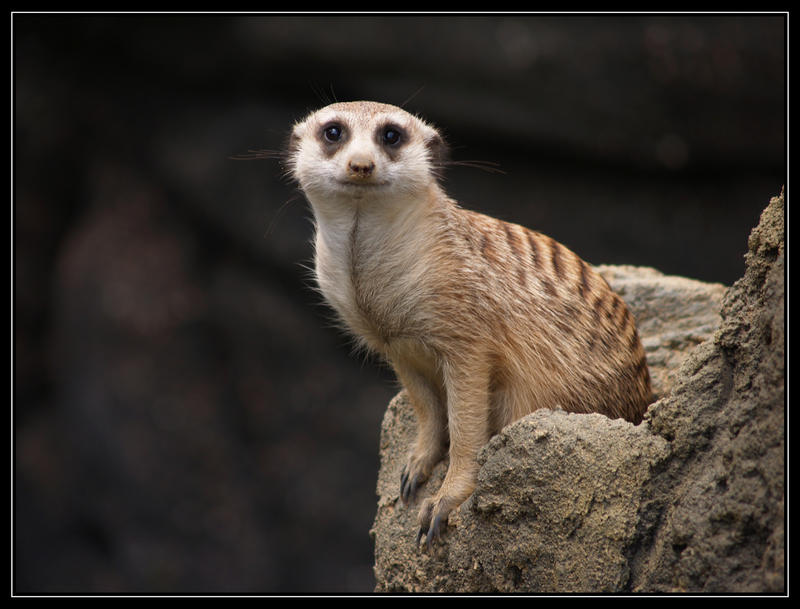 a mere meerkat