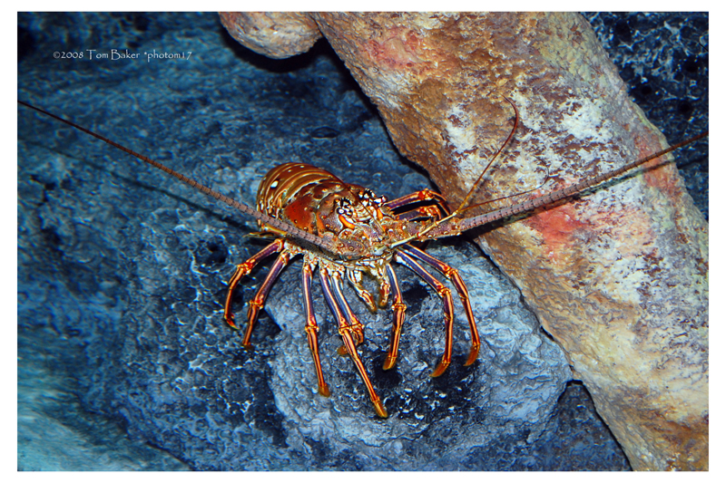 spiny lobster