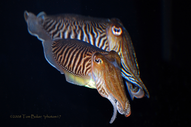 cuttlefish couple