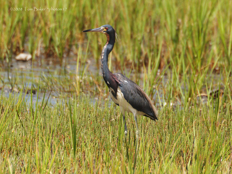 tricolored heron