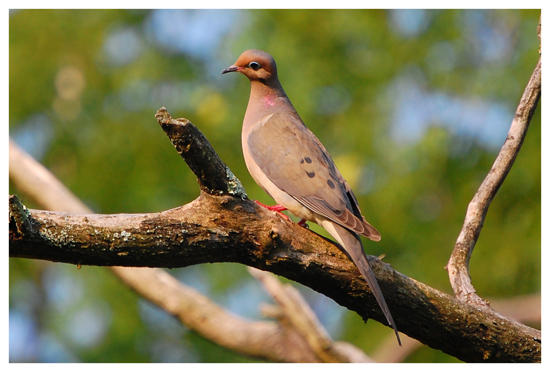 mourning dove morning