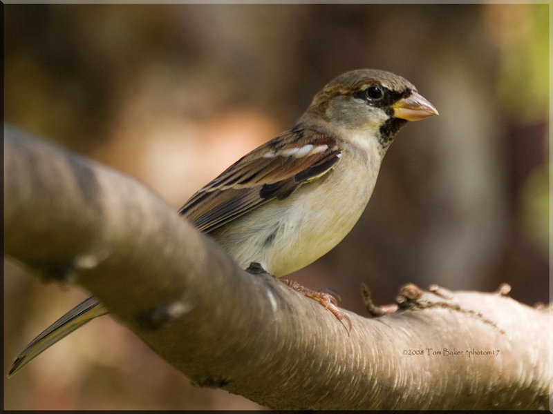 house sparrow browns