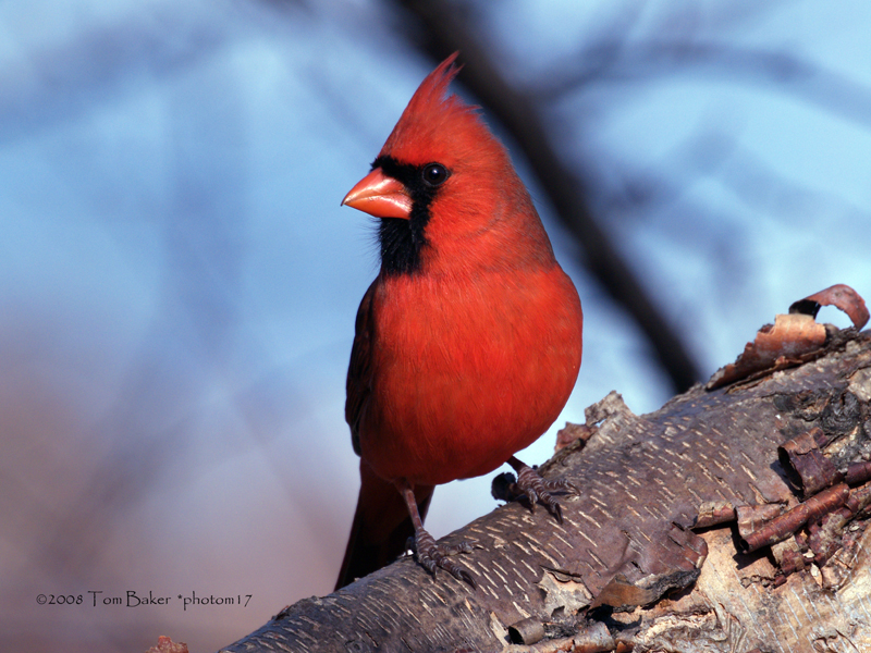 the cardinal king