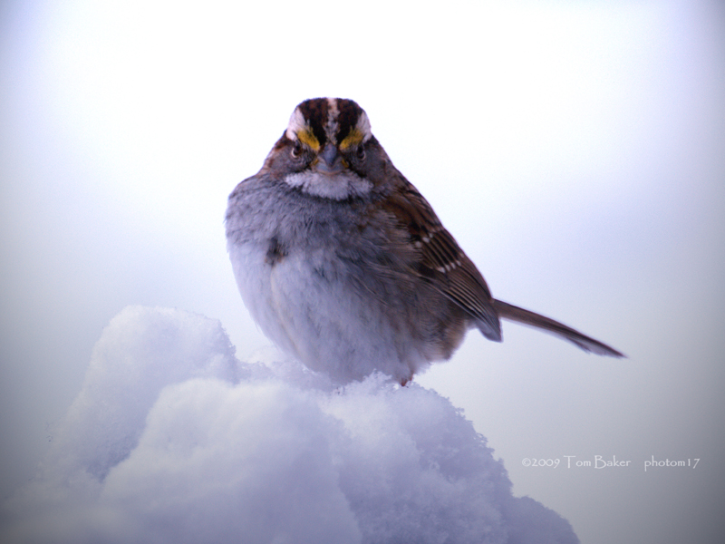 white throat white throne