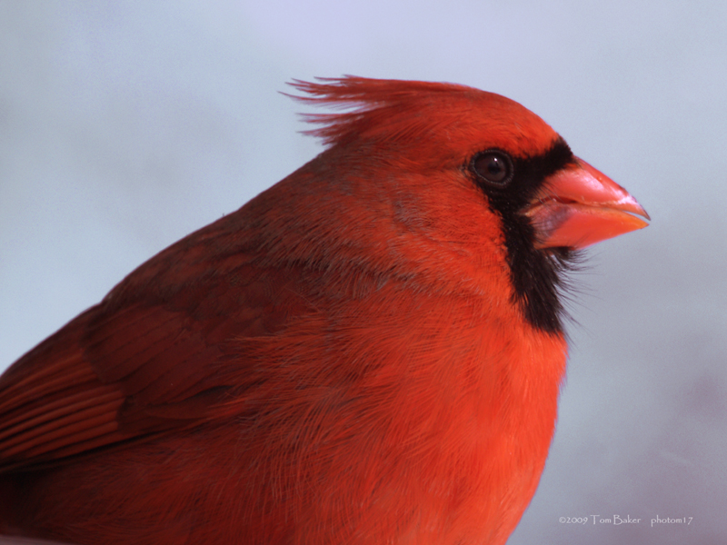 close cardinal