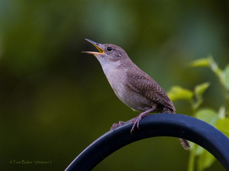 make a joyful noise