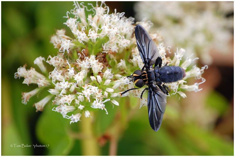 blue fly