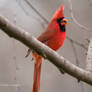 cold cardinal male