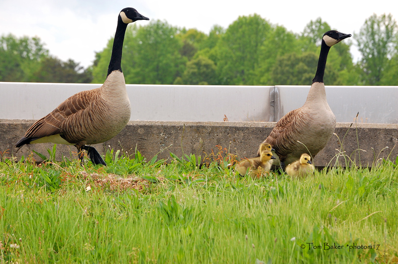 the gosling 5