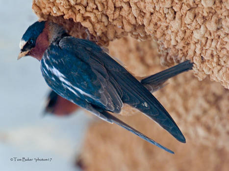 northern cliff swallow 02