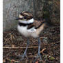 killdeer chick 02