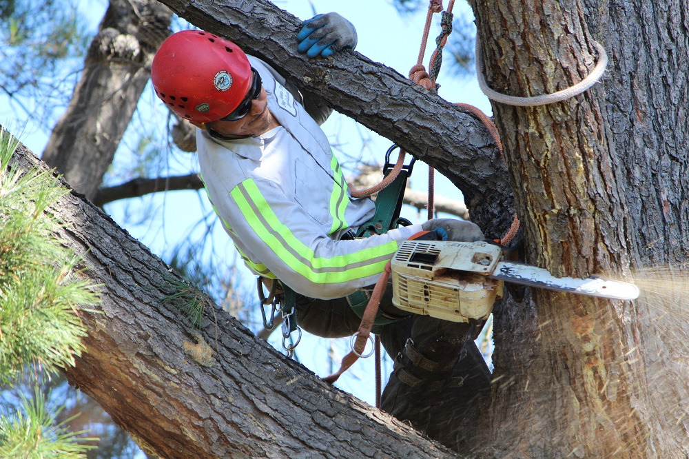 Arborist Palo Alto - Bay Area Tree Specialists