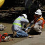 Tree Service Palo Alto - Bay Area Tree Specialists