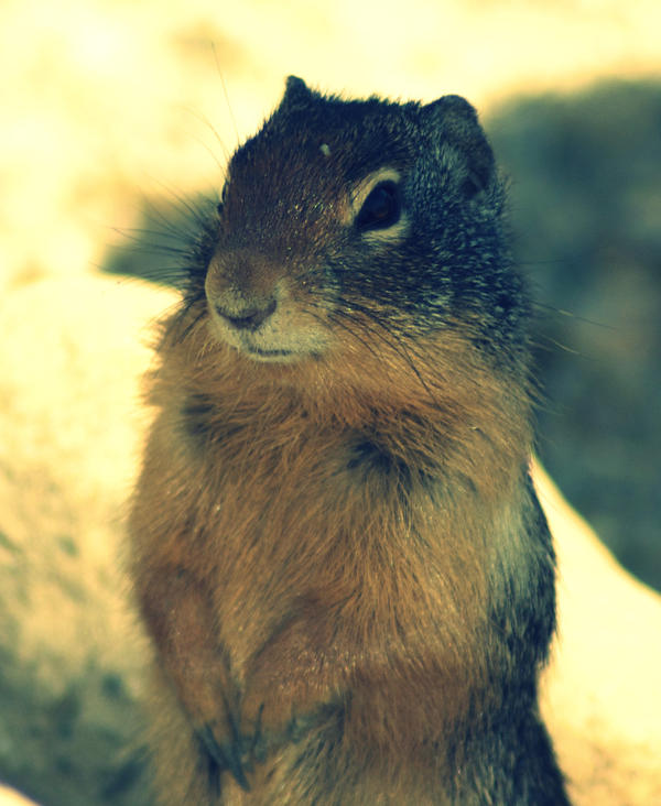 Awesome Gopher by ky551 on DeviantArt