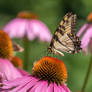 Butterfly Dance