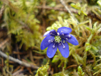 Anemone hepatica