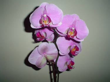 Orchid