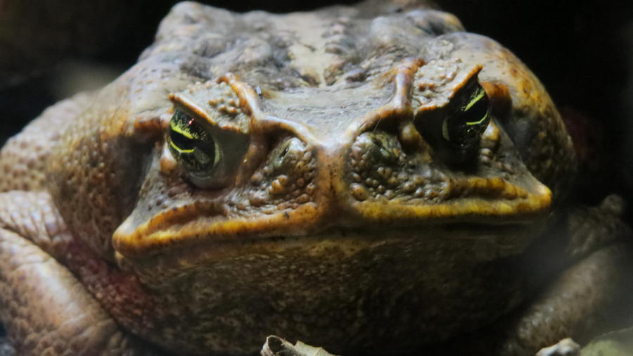 Cane Toad 3