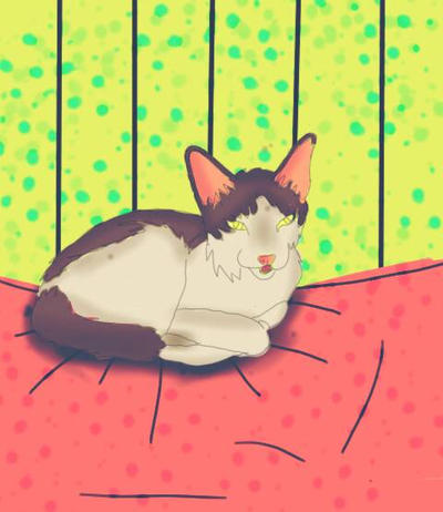 Perrl The Cat by ariperrl on DeviantArt