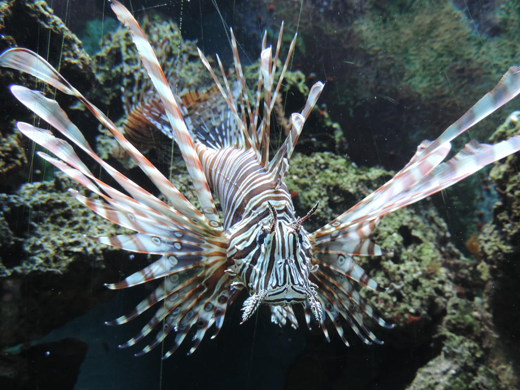 Lionfish