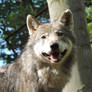 Happy Wolf