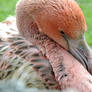 Young Caribbean Flamingo