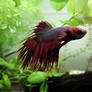 Cown tail betta fish