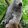 Congo african grey parrot