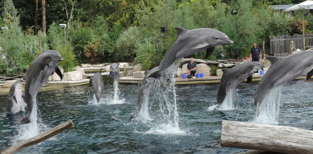 Happy dolphin day by Shippochan1000 Happy dolphin day by Shippochan1000