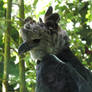 Harpy eagle