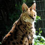 Serval