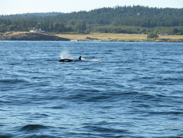 Orca Spout